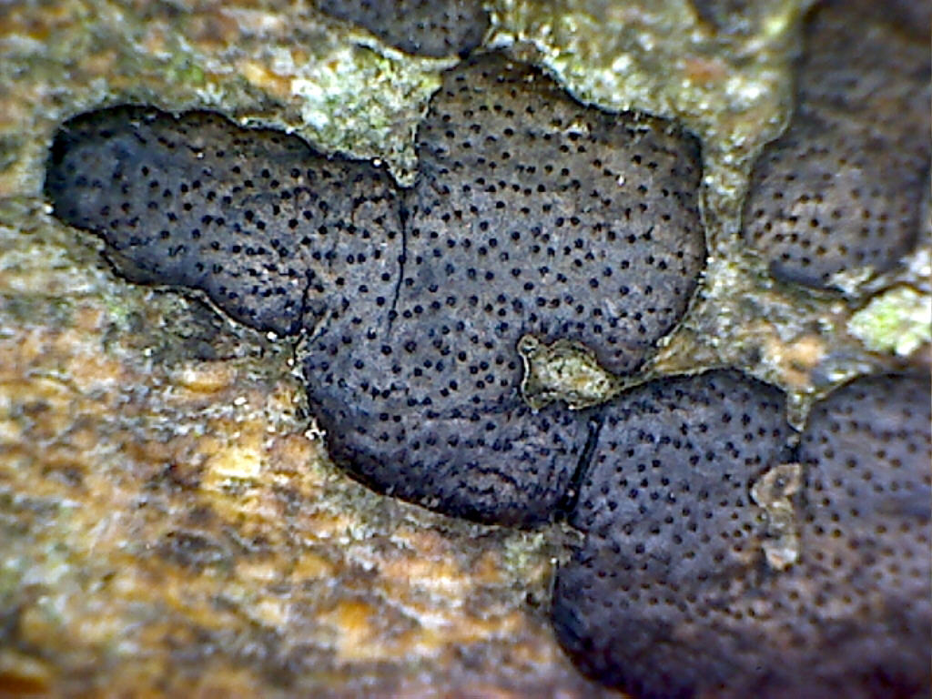 Isola di .... Mini-Quiz